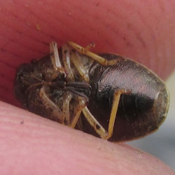 Neottiglossa pusilla